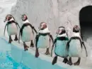 penguin Dive