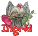 Ingrid