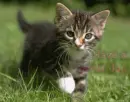 Cat - Have a great day