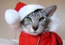 CatChristmas