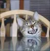 Smiley Cat