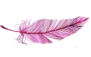pink feather