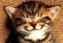 smiling cat
