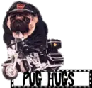 PUG ON MOTORCYCLE