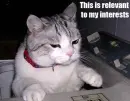 Cat - Relevant to My Interests