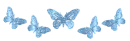 blue butterflies divider