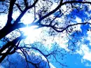 trees