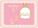 mashimaro