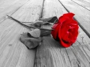 rose bw