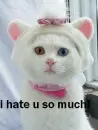 the cat hates you