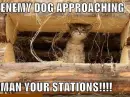 army cat