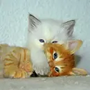 micetti