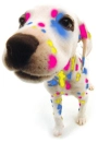 pup<3