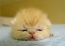 Kitten asleep