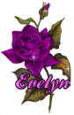 Evelyn - Purple Rose