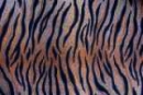 tigerskin-4