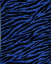 bluezebra