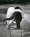 Loving Cats