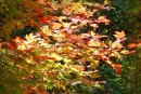 Fall Leaves