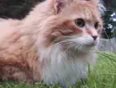 orange cat