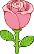 cute rose