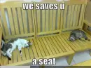 cats