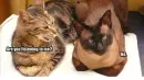 cats