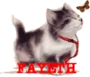 CAT WITH BUTTERFLY