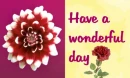 Flower-Have a wonderful day