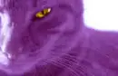 chesire cat