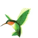 Hummingbird