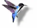 Hummingbird