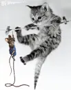 cat