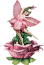 Fairyrose Pink