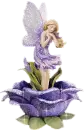 Fairyrose Lavender