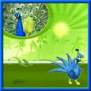 Proud Peacock Walking