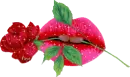 Sparkled Rosy Lips 