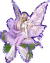 Flora Rose Fairy Purple