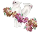 Floral White Cockatoos