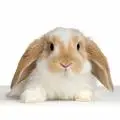 cute bunnies