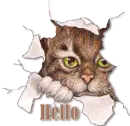Hello cat