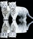 sweet tiger