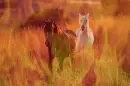 horses with fire