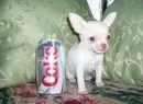 Tiny Cute Dog