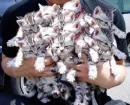 Bouqet of Kittens