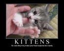 kitten
