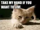kitten