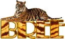 tiger name-bree
