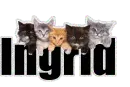 Ingrid (Kittens)