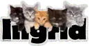 Ingrid (Kittens)